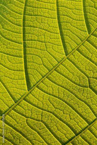 Macro texture of tree leaf for backgound