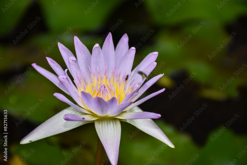 beautiful pink waterlily or lotus flower in pond beautiful pink waterlily or lotus flower in pond