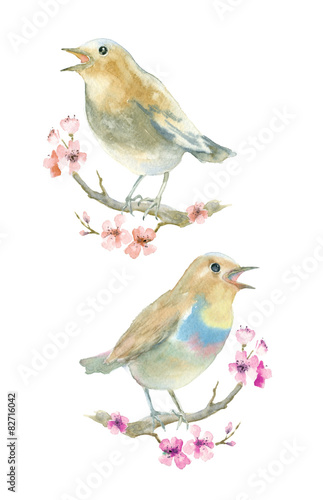 Watercolor birds. Nightingale on a branch with flowers.