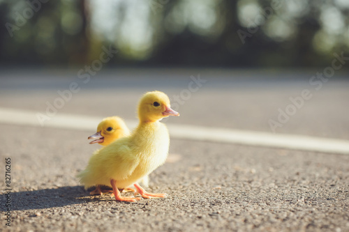 Close up small duckling on the asphalt road