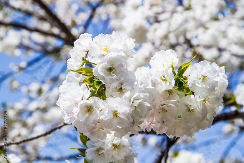 White sakura