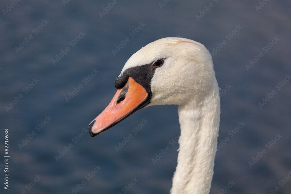 détail de tête de cygne détail de tête de cygne