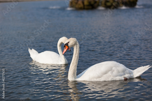 couple de cygne