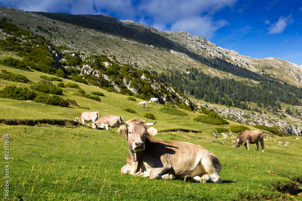  cows in mountain meadow
