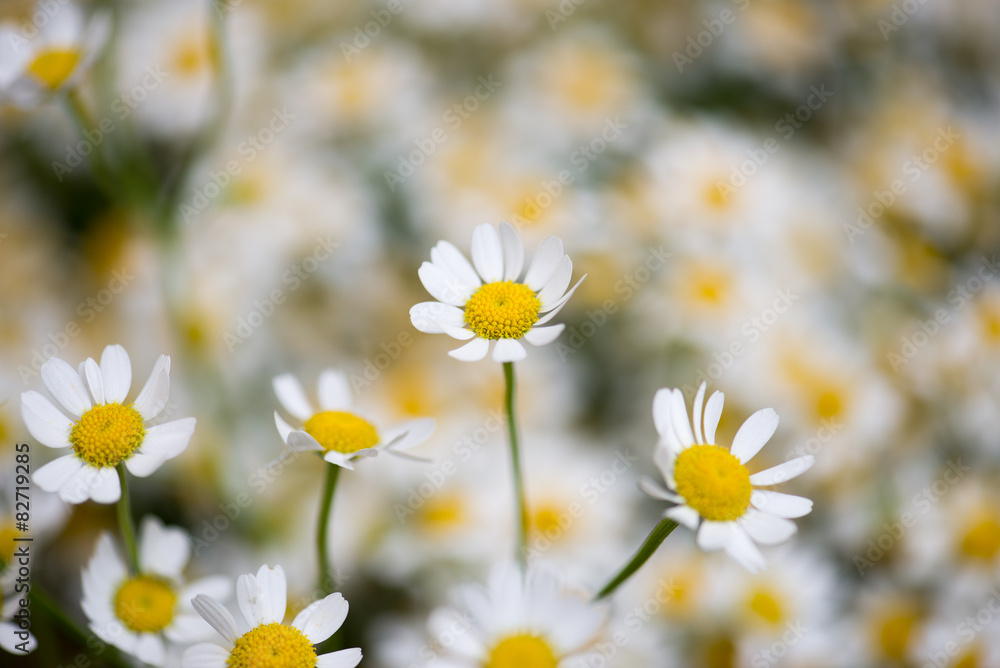 Fototapeta premium camomile flowers