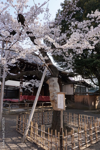 靖国神社　標準木