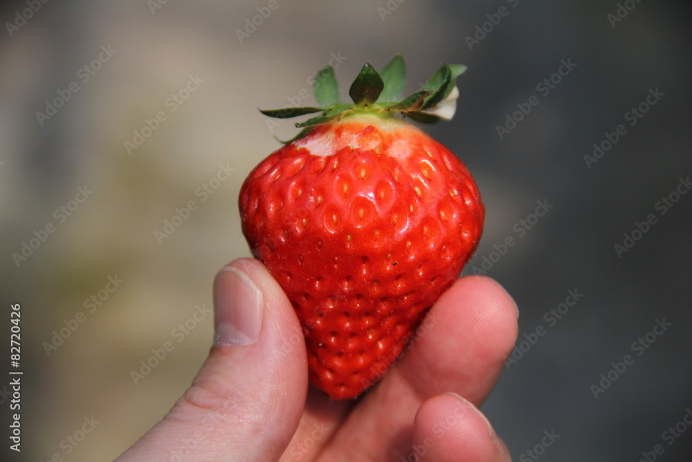 Fototapeta premium イチゴ