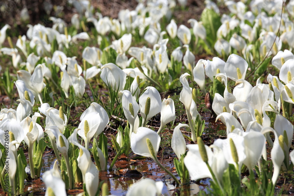 Obraz premium 水芭蕉