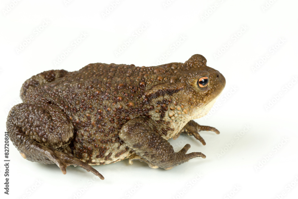 Common toad, bufo bufo, isolated Common toad, bufo bufo, isolated