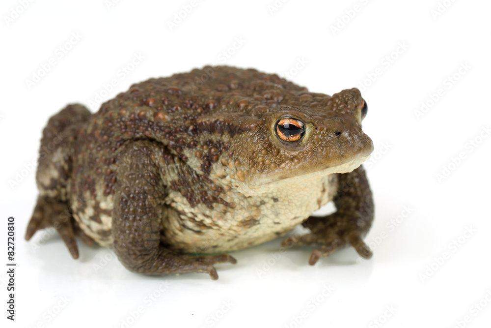 Common toad, bufo bufo, isolated Common toad, bufo bufo, isolated