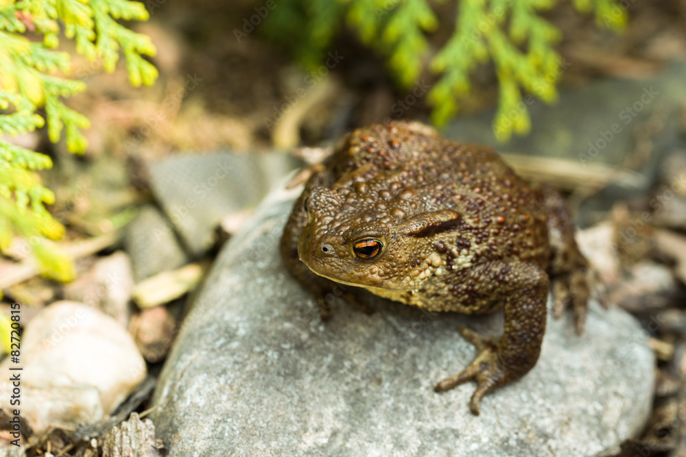 Obraz premium European common toad, bufo bufo outdoor