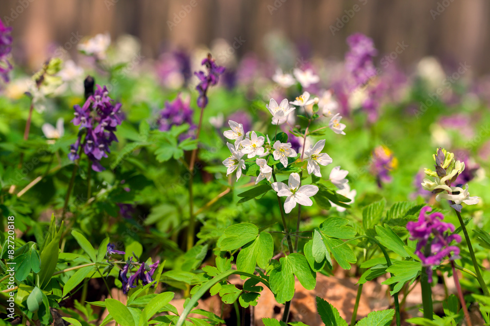 Blooming anemone flowers in the spring forest. Blooming anemone flowers in the spring forest.