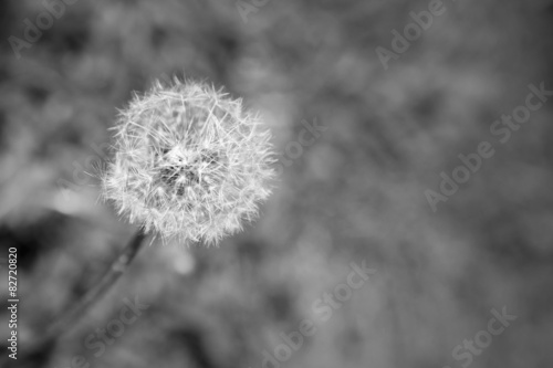 Wallpaper Mural Dandelion Torontodigital.ca