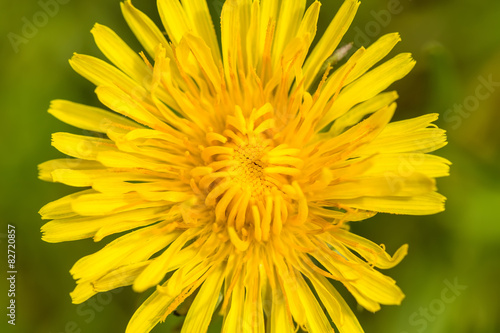 Yellow dandelion on a green background