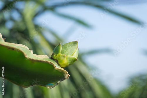 Close up of dragon fruit bud
