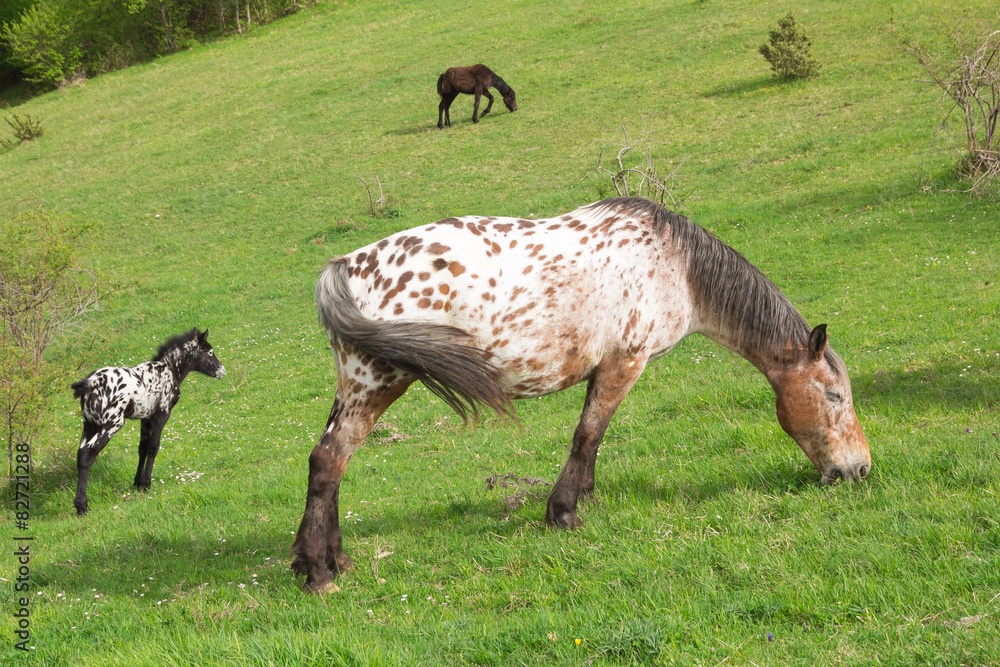 Fototapeta premium Cavalli appaloosa al pascolo