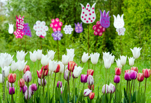 Springtime  colorful tulip field   