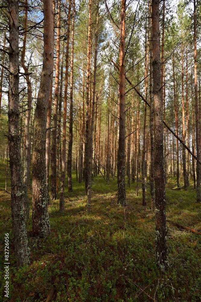 Forest, pine trees Forest, pine trees