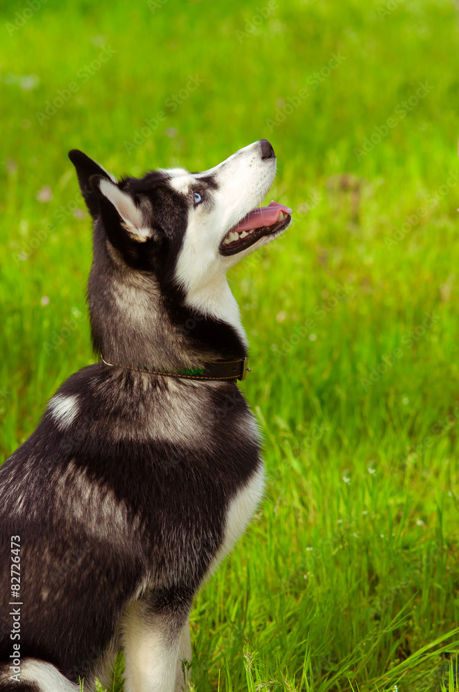 Husky dog on green grass in summer