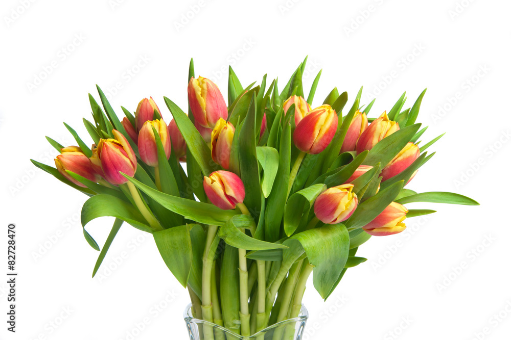 tulips tulips