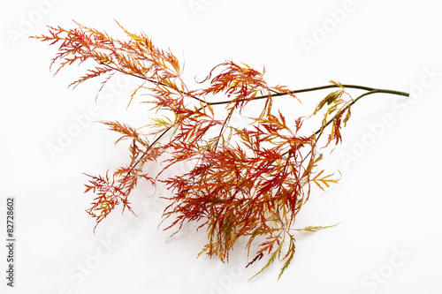 Japanischer Schlitzahorn (Acer palmatum 'Dissectum Viridis')