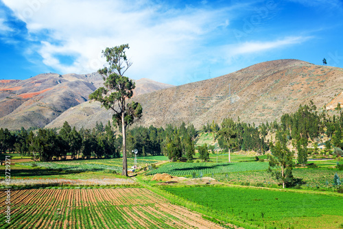 Lush Green Fields in Peru photo