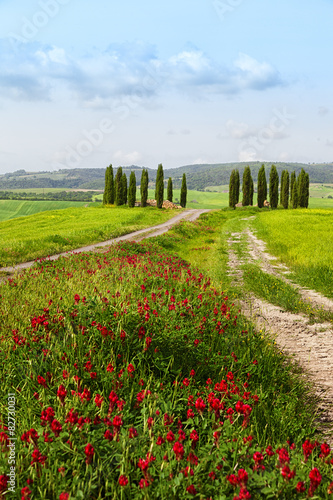 Tuscan summer landscape with cypresses