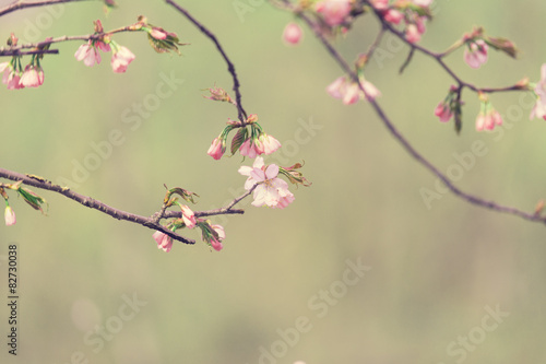 Sakura branch with a pink flowers