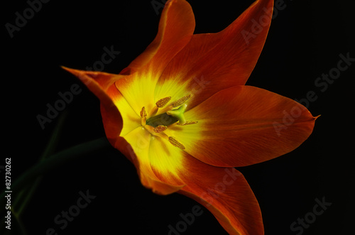 Beautiful orange  tulip on black background