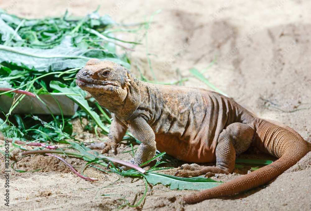 Brown varan on the sand. Brown varan on the sand.
