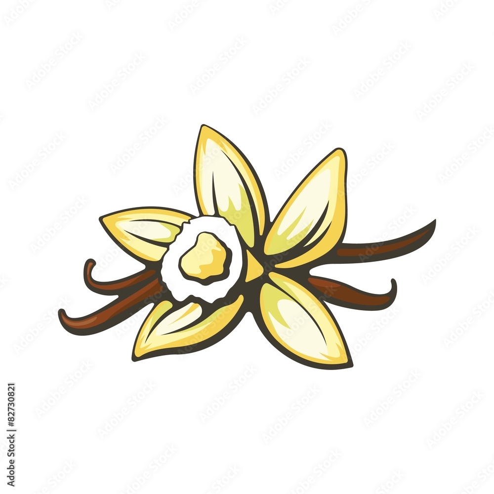 Vanilla flower and pods. Vector illustration. Vanilla flower and pods. Vector illustration.