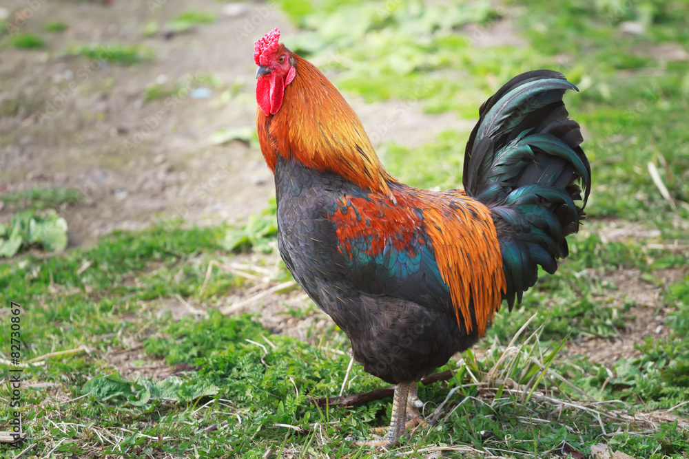 Adult of different colors rooster standing on farmyard