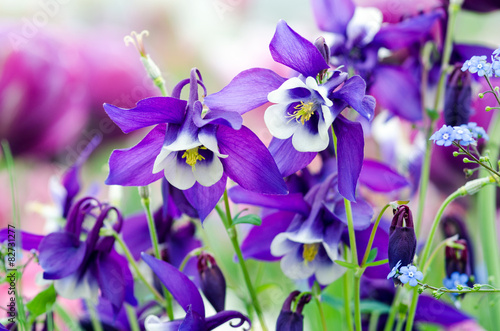 Leinwand Poster Frühlings-Schönheiten: Violette Akeleien :)