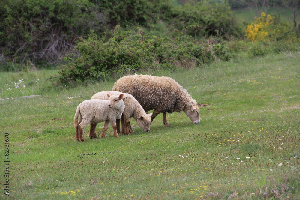 Obraz premium agneaux