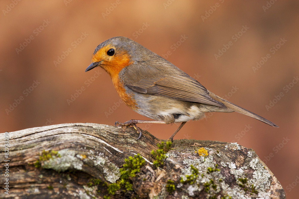 European Robin (Erithacus rubecula), perched on a log European Robin (Erithacus rubecula), perched on a log