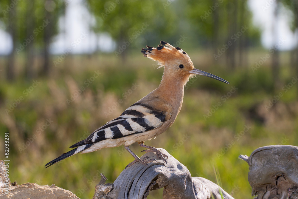 Hoopoe ( Upupa epops ) perched on a branch in its habitat Hoopoe ( Upupa epops ) perched on a branch in its habitat