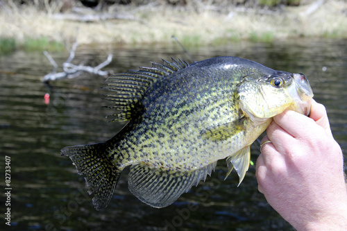 Photography Crappie Close Up  (Promoxis)