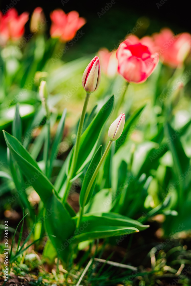 Fototapeta premium frühling blumen