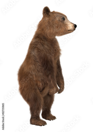 Brown Bear Cub © photosvac