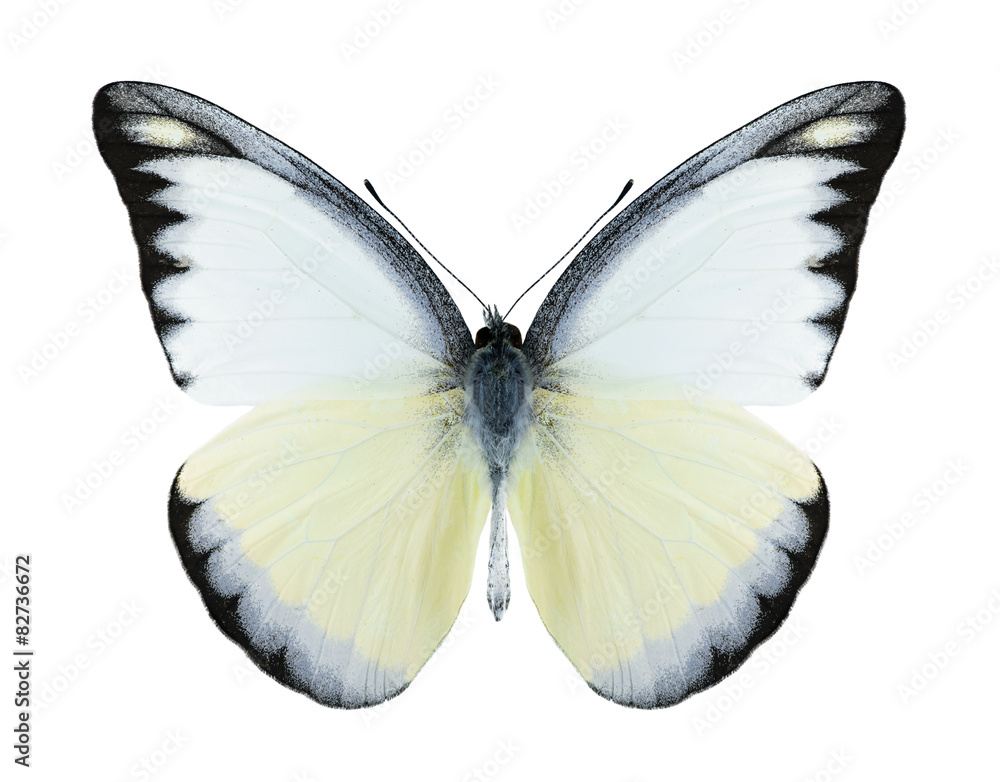 Fototapeta premium Butterfly Appias lyncida (male)