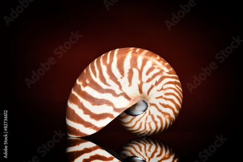 nautilus shell