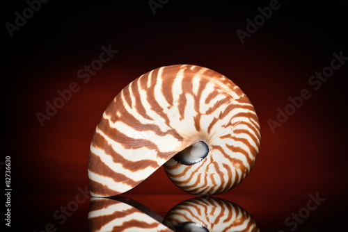 nautilus shell
