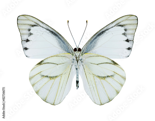 Butterfly Appias olferna (male) (underside) © als