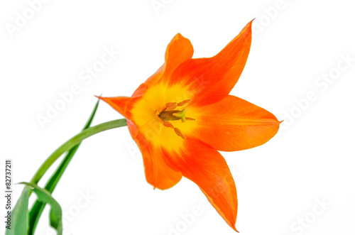 orange tulip isolated on white.
