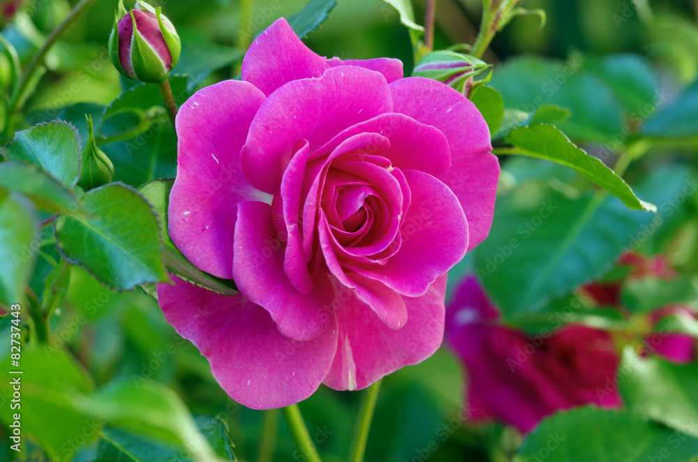 Rosa