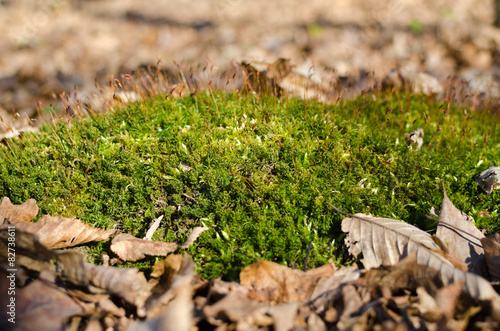 Green moss among the fallen leaves in the forest photo