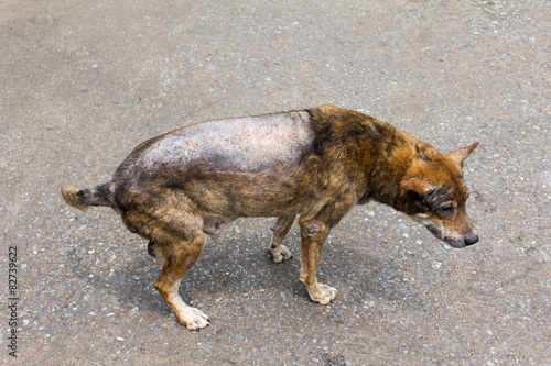 Принти на полотні Sick Dog South East Asia