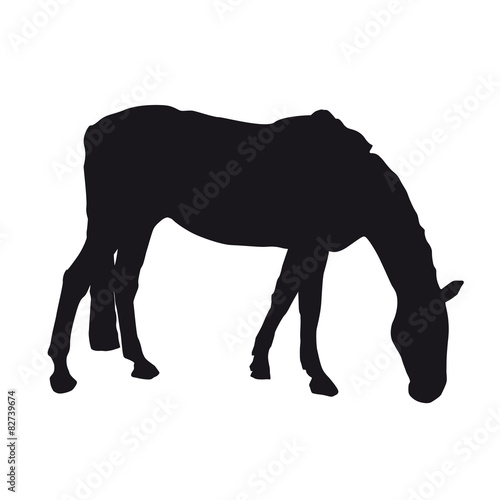 Pferd frisst auf der Weide, Koppel, Haustier in Pansion - Silhouette