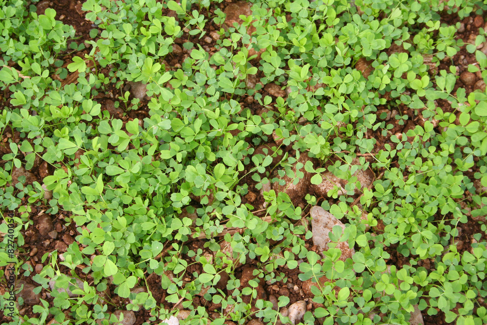 campo di erba medica campo di erba medica