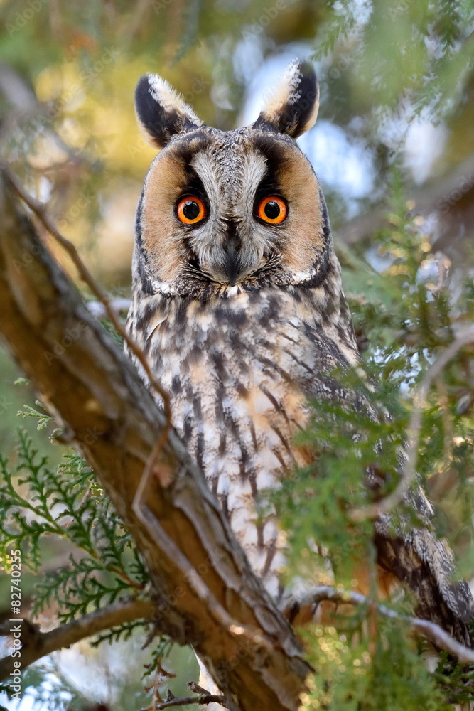 Obraz premium long-eared owl (Asio otus) in the tree